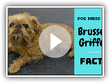 Brussels Griffon dog breed. All breed characteristics and facts about Brussels Griffon dogs